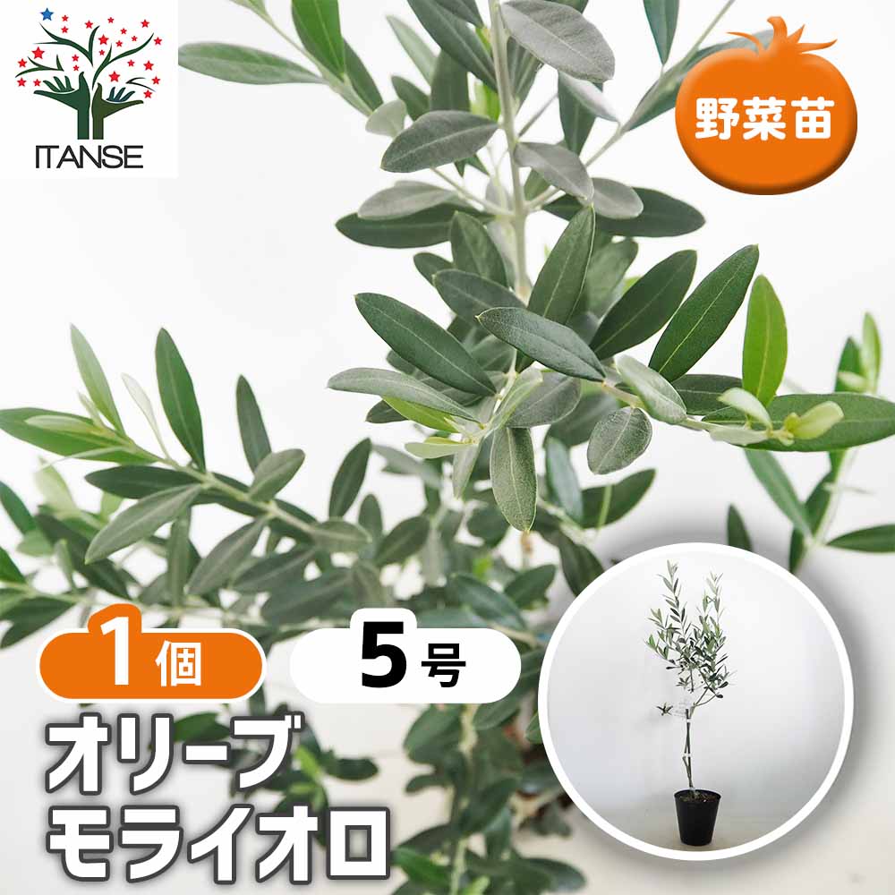 オリーブ モライオロ 【果樹の苗木 5号／1個売り】｜ 【植物の