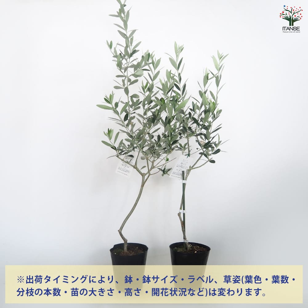 オリーブ モライオロ 【果樹の苗木 5号／1個売り】｜ 【植物の