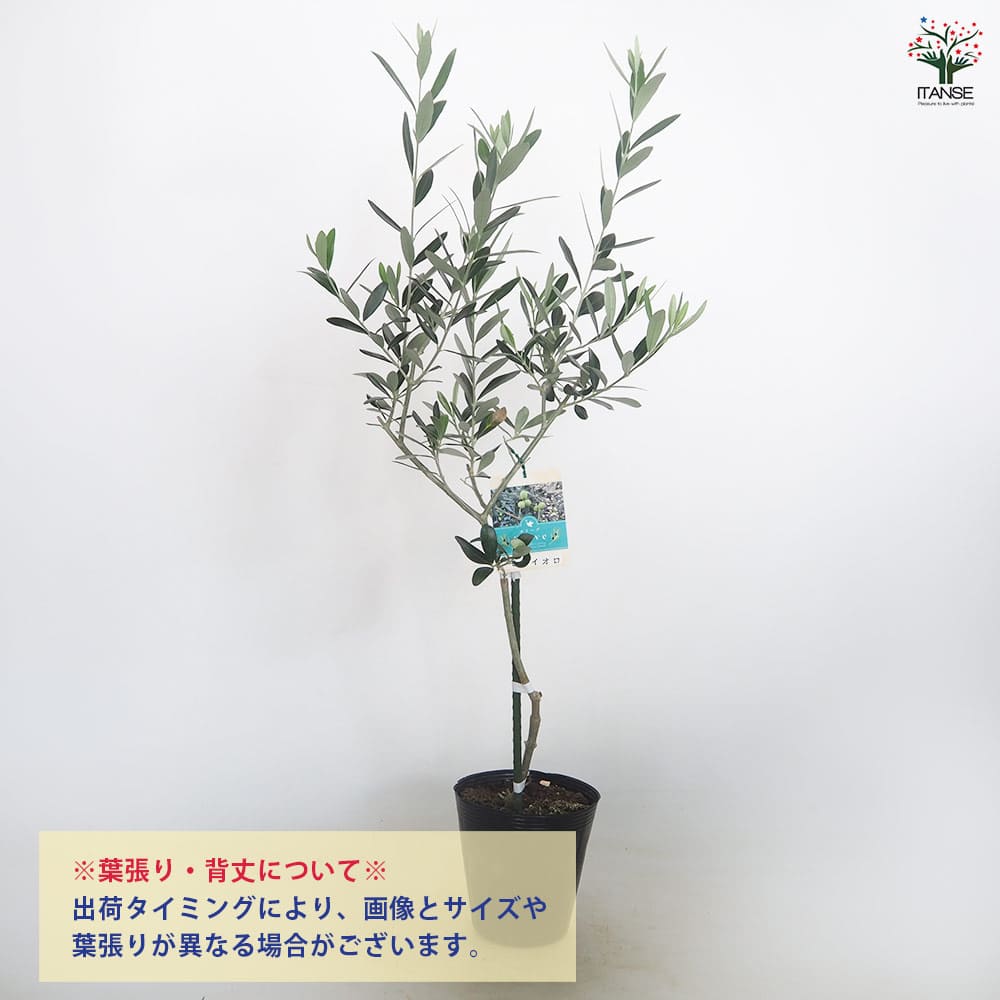 オリーブ モライオロ 【果樹の苗木 5号／1個売り】｜ 【植物の