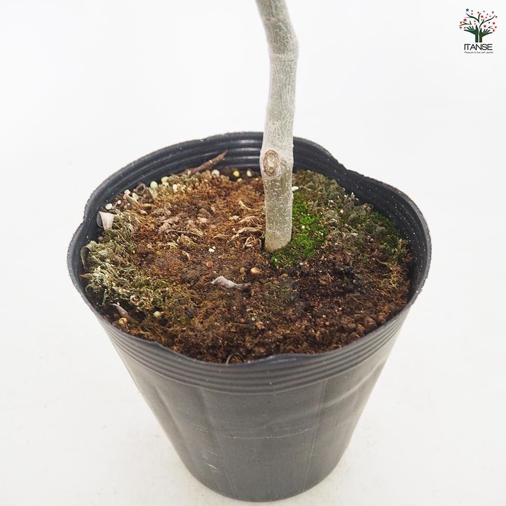 オリーブ モライオロ 【果樹の苗木 5号／1個売り】｜ 【植物の