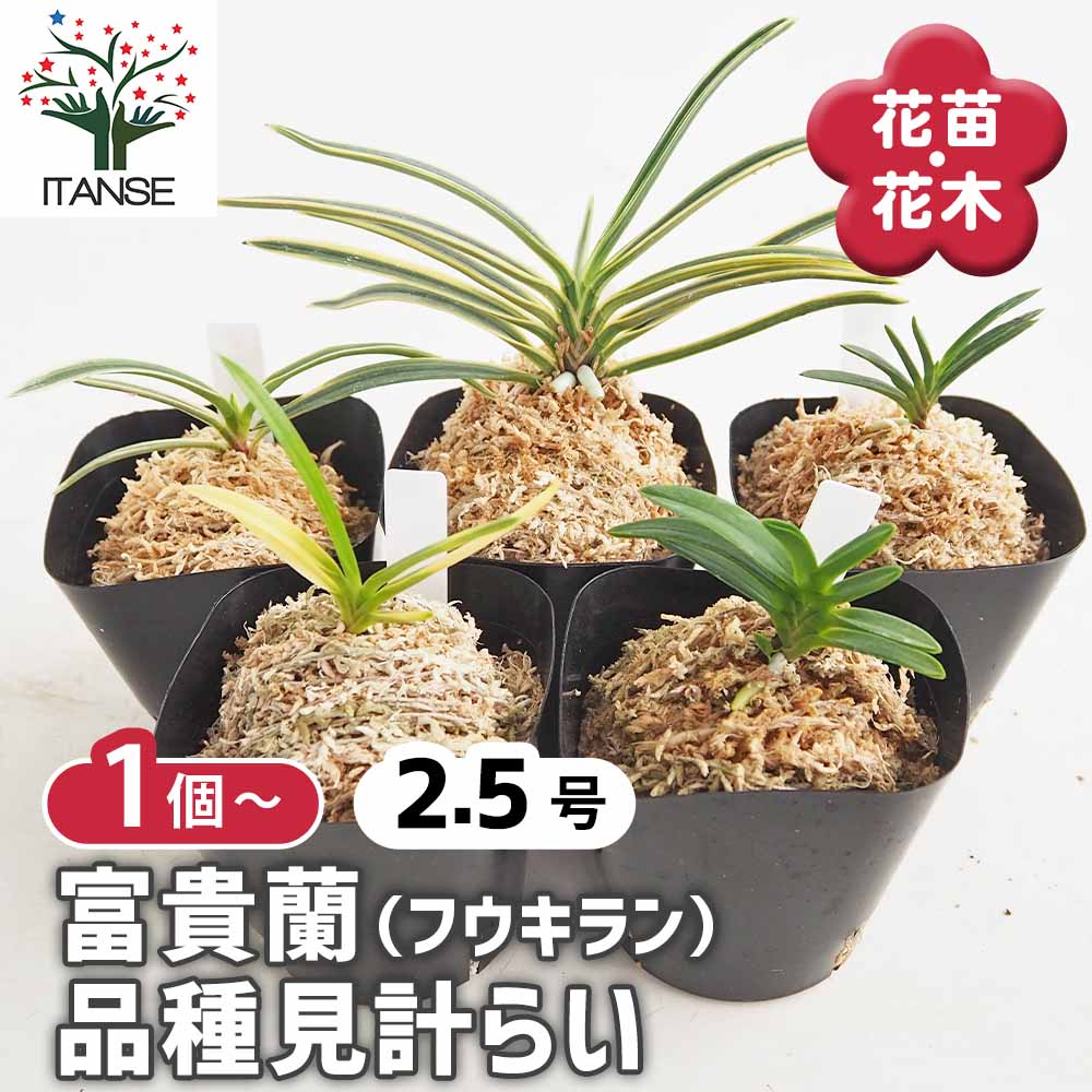 富貴蘭 品種見計らい 【花苗 2.5号】｜ 【植物のITANSE】全品