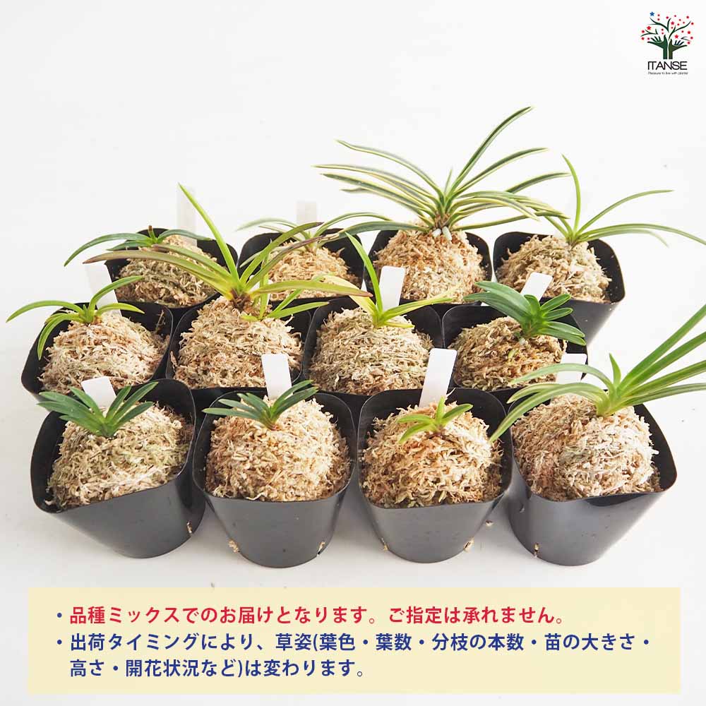 富貴蘭 品種見計らい 【花苗 2.5号】｜ 【植物のITANSE】全品