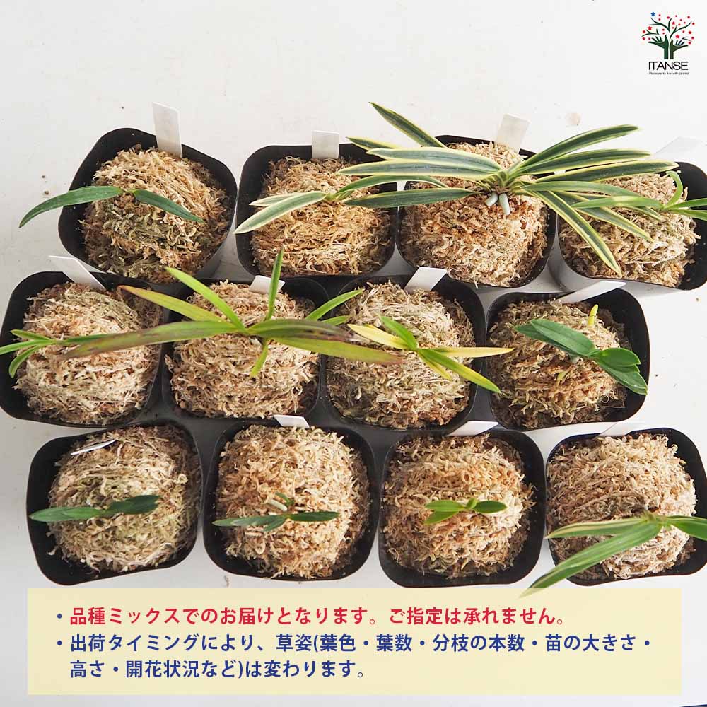 富貴蘭 品種見計らい 【花苗 2.5号】｜ 【植物のITANSE】全品