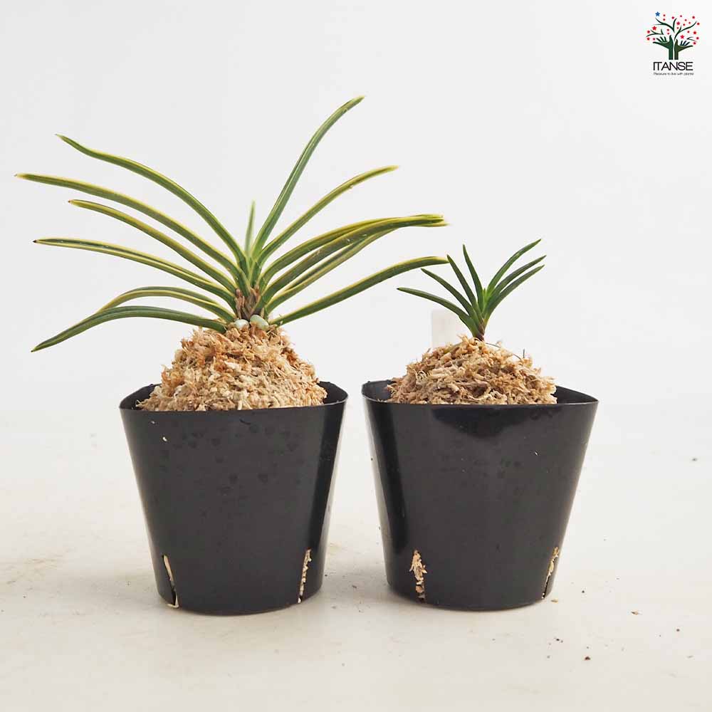富貴蘭 品種見計らい 【花苗 2.5号】｜ 【植物のITANSE】全品