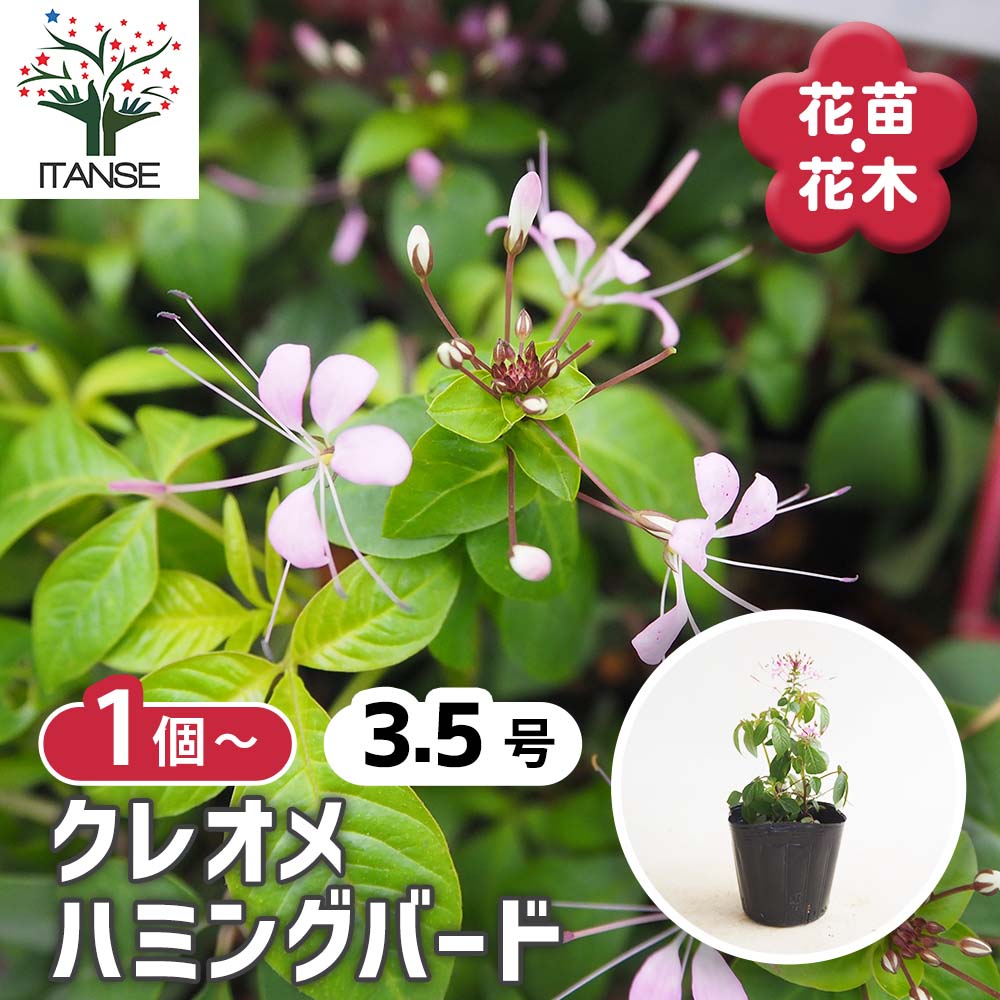 クレオメ ハミングバード 【花苗 3.5号】