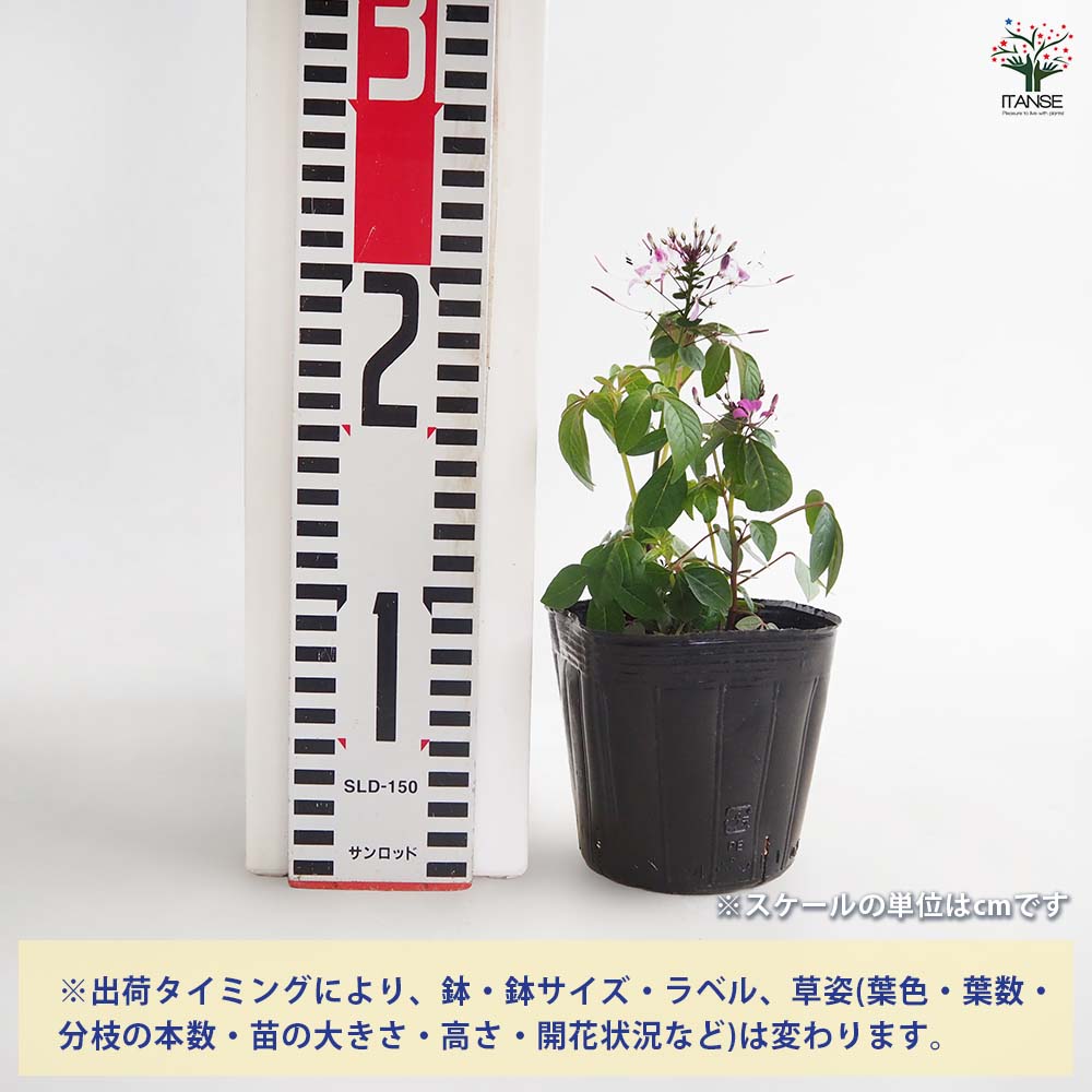 クレオメ ハミングバード 【花苗 3.5号】