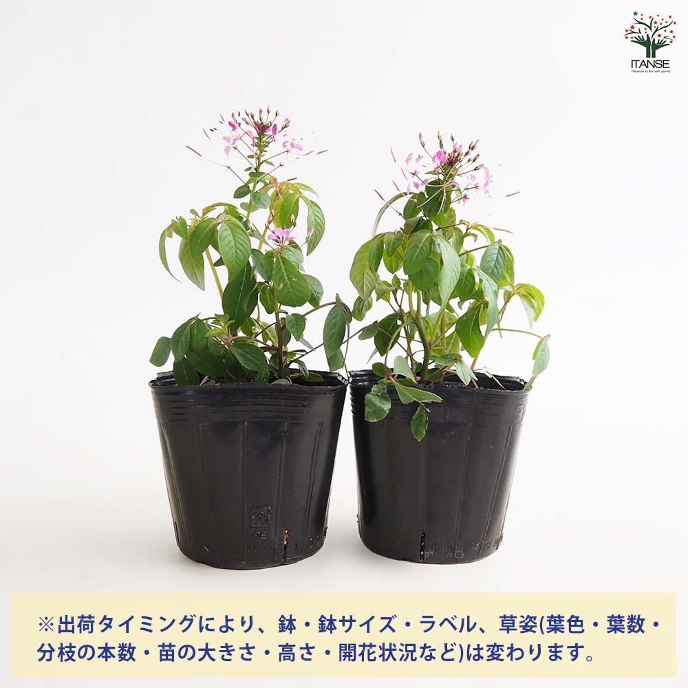 クレオメ ハミングバード 【花苗 3.5号】