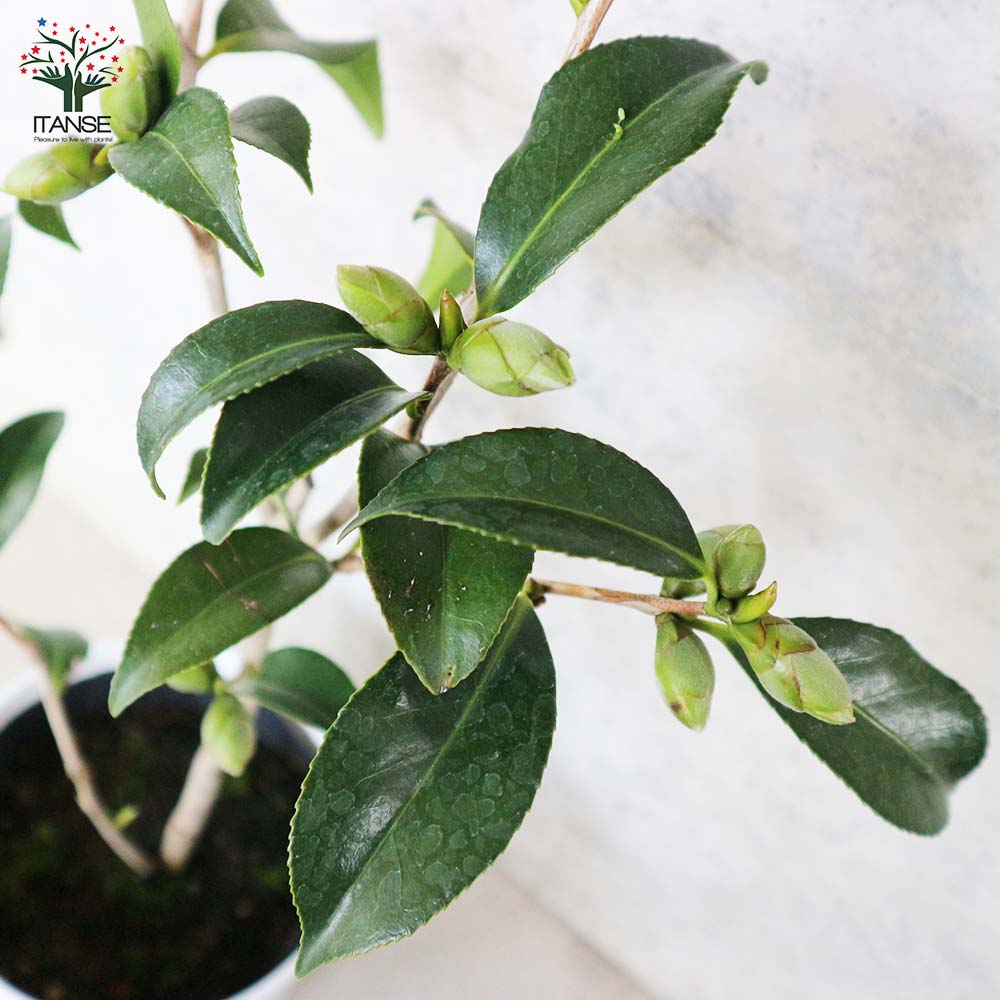 椿(ツバキ)の苗木 品種:卜伴(ボクハン)【庭木 4～4.5号苗／1個売り