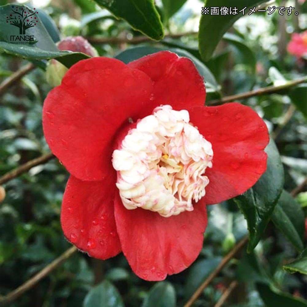 椿(ツバキ)の苗木 品種:卜伴(ボクハン)【庭木 4～4.5号苗／1個売り