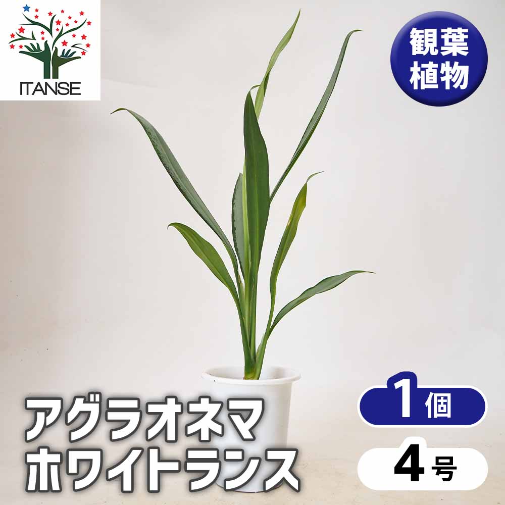 アグラオネマ ホワイトランス 【観葉植物 4号／1個売り】｜ 【植物の