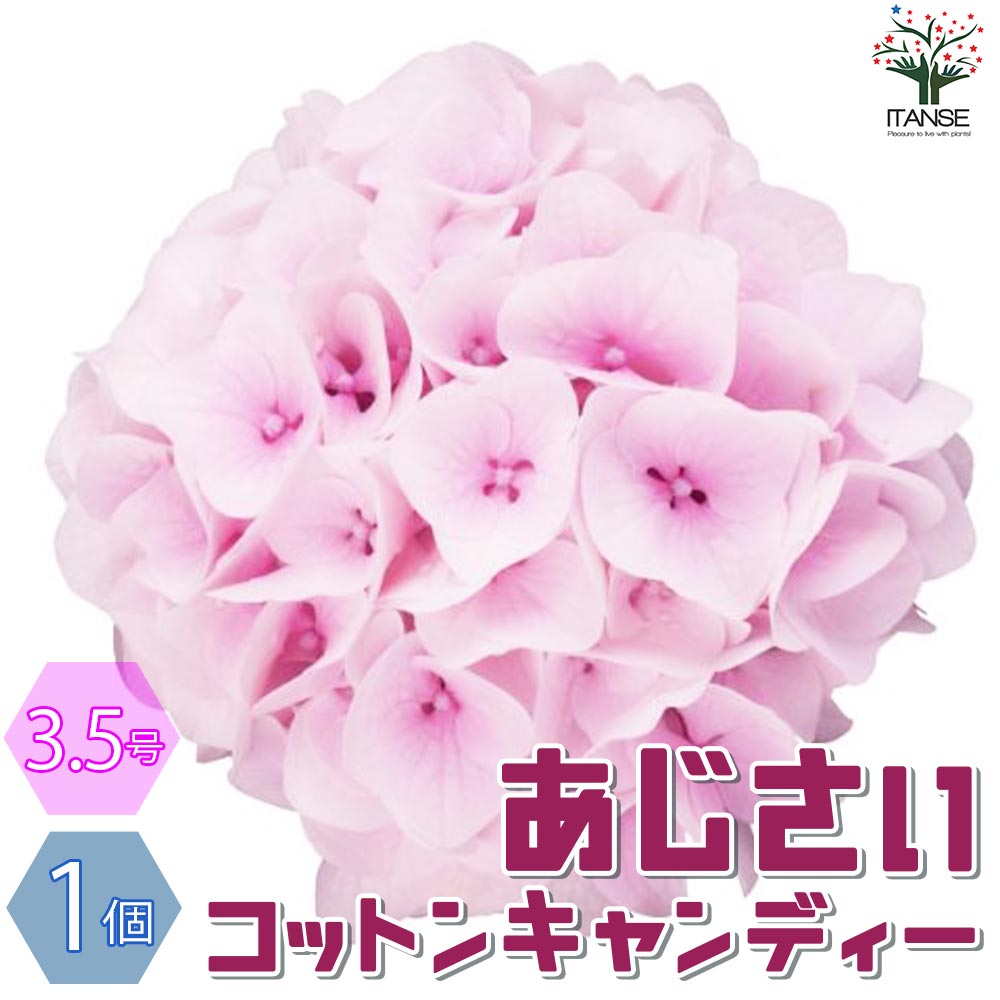 アジサイ コットンキャンディ【花苗 3.5号ポット／1個売り】