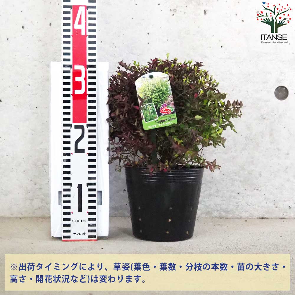 ロニセラ ニティダ ガーデンクラウド コッパーグロー【花苗 5号ポット/1個売り】