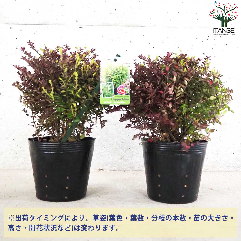 ロニセラ ニティダ ガーデンクラウド コッパーグロー【花苗 5号ポット/1個売り】