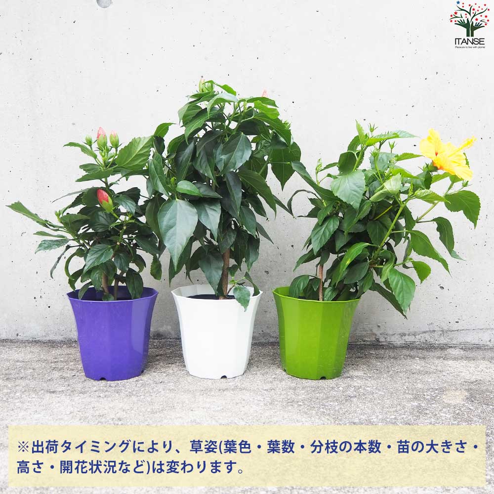 ハイビスカス 北欧生まれのインドア ハイビスカス サニーシティー 色MIX