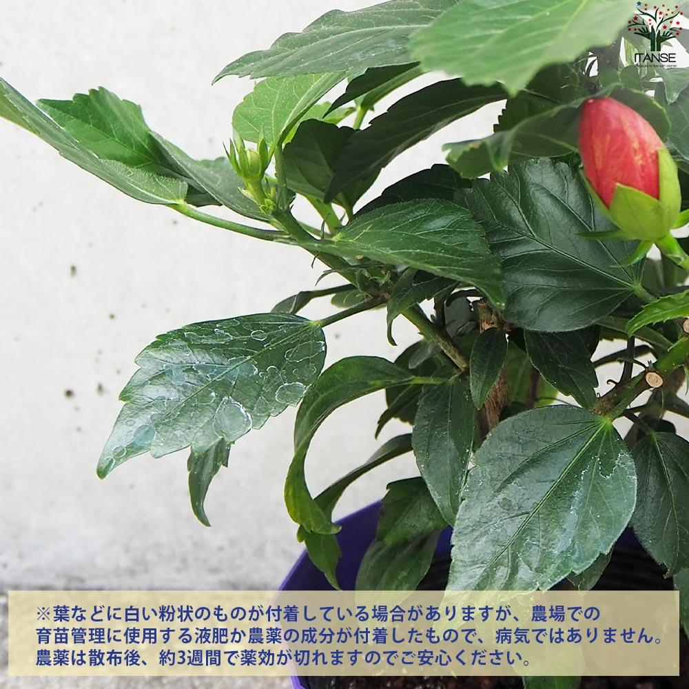 北欧生まれのインドア ハイビスカス サニーシティー 色MIX見計らい