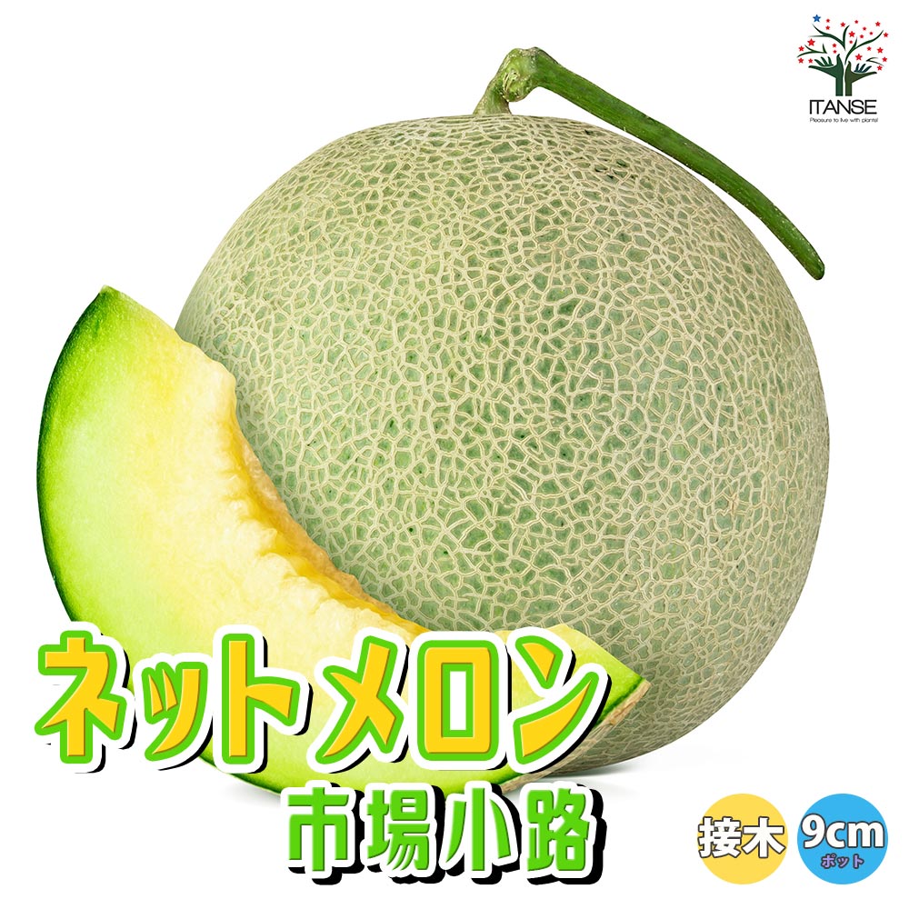 ネットメロン緑肉(品種:市場小路)接ぎ木苗2個～【野菜 接木苗9cm
