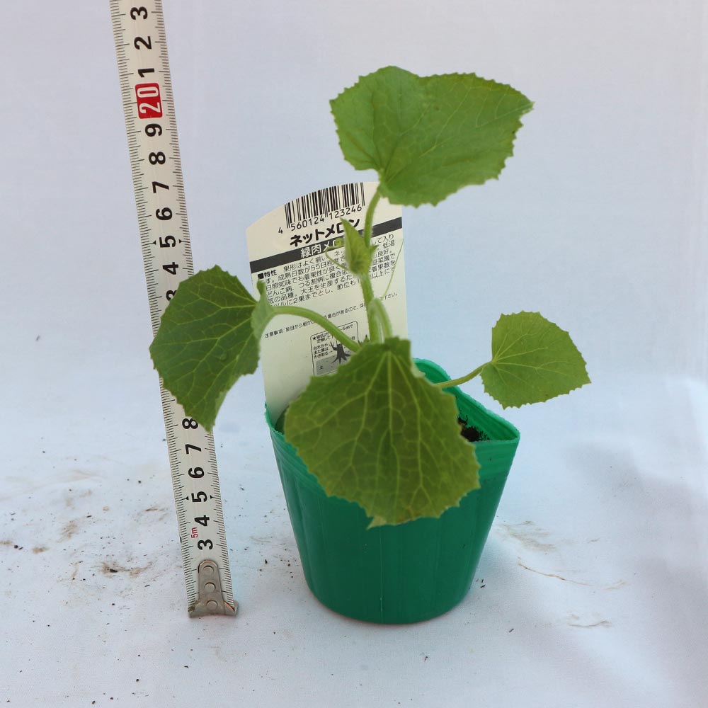 ネットメロン緑肉(品種:市場小路)接ぎ木苗2個～【野菜 接木苗9cmポット】