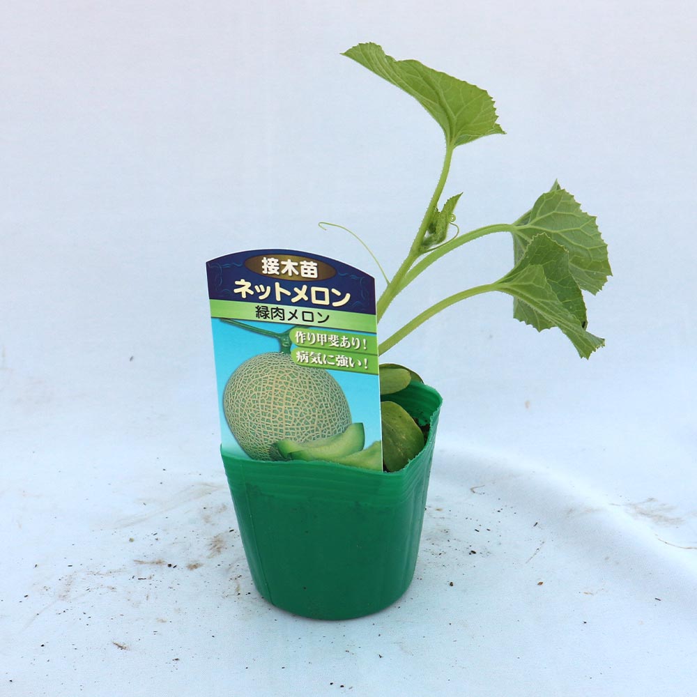 ネットメロン緑肉(品種:市場小路)接ぎ木苗2個～【野菜 接木苗9cmポット】