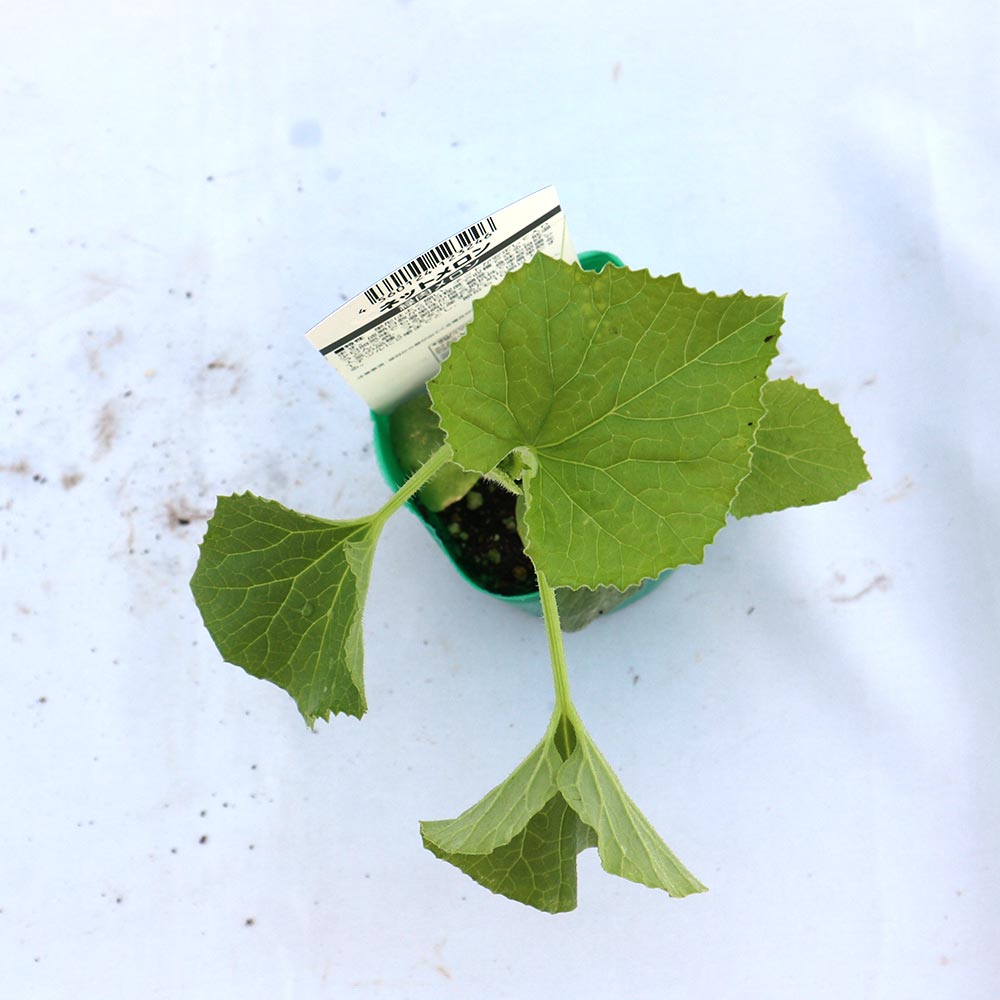 ネットメロン緑肉(品種:市場小路)接ぎ木苗2個～【野菜 接木苗9cmポット】