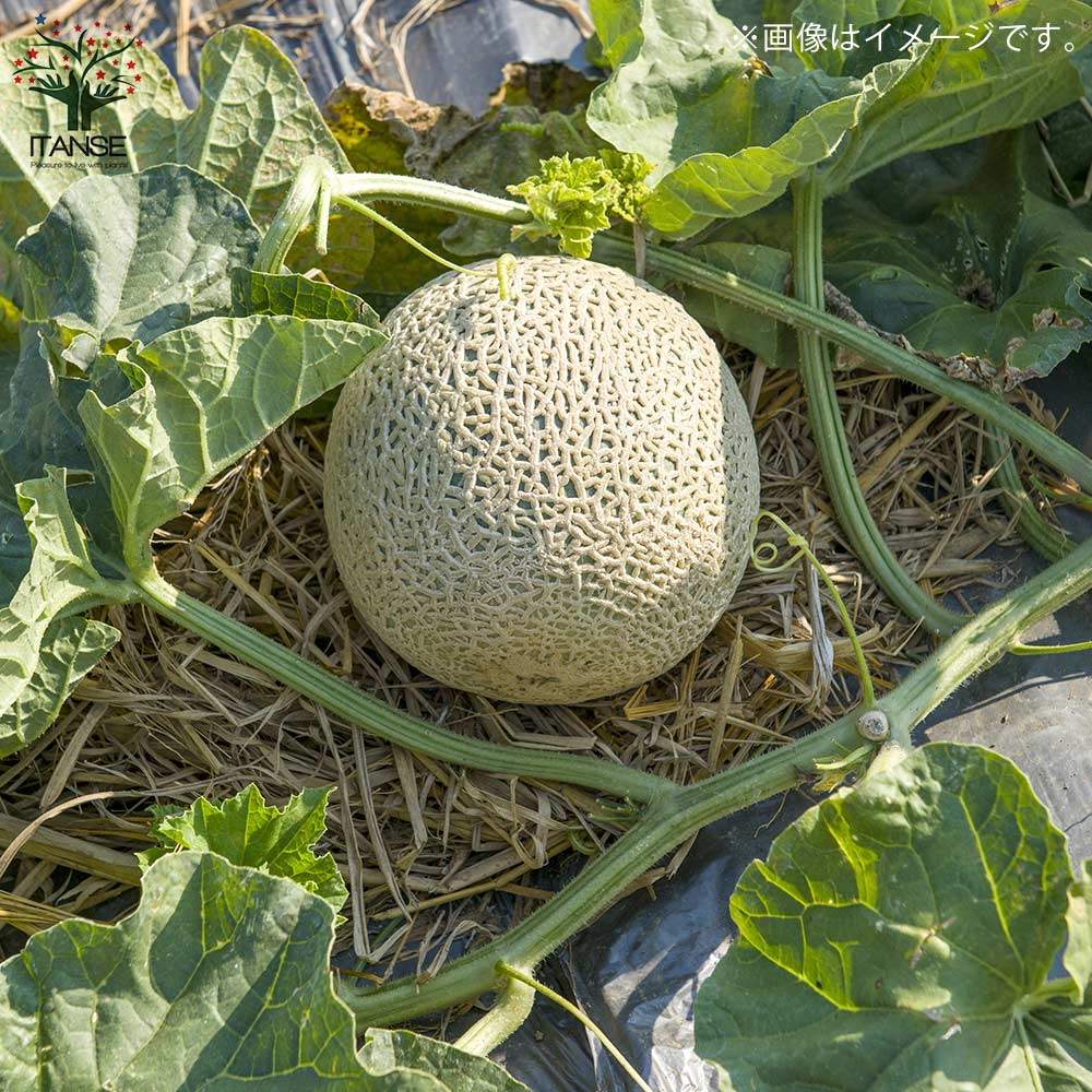 ネットメロン緑肉(品種:市場小路)接ぎ木苗2個～【野菜 接木苗9cmポット】