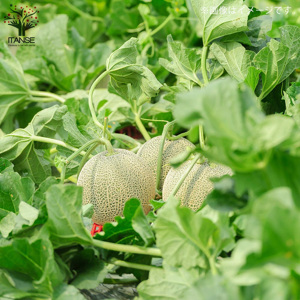 ネットメロン緑肉(品種:市場小路)接ぎ木苗2個～【野菜 接木苗9cmポット】