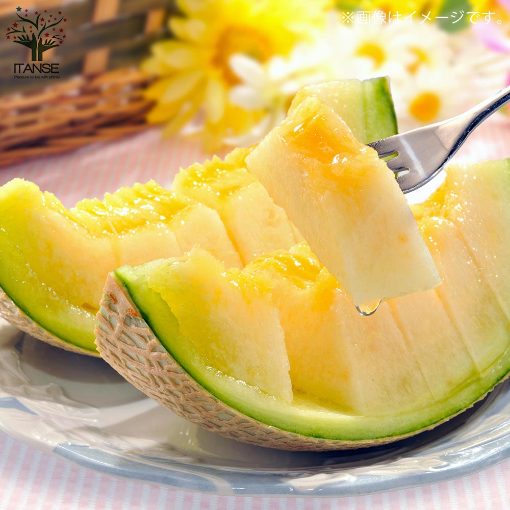 ネットメロン緑肉(品種:市場小路)接ぎ木苗2個～【野菜 接木苗9cmポット】