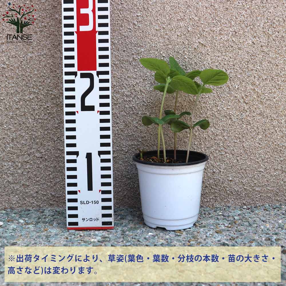 枝豆の苗 極早生で多収穫！極旨大粒枝豆3個～【野菜の苗 10.5cmポット】