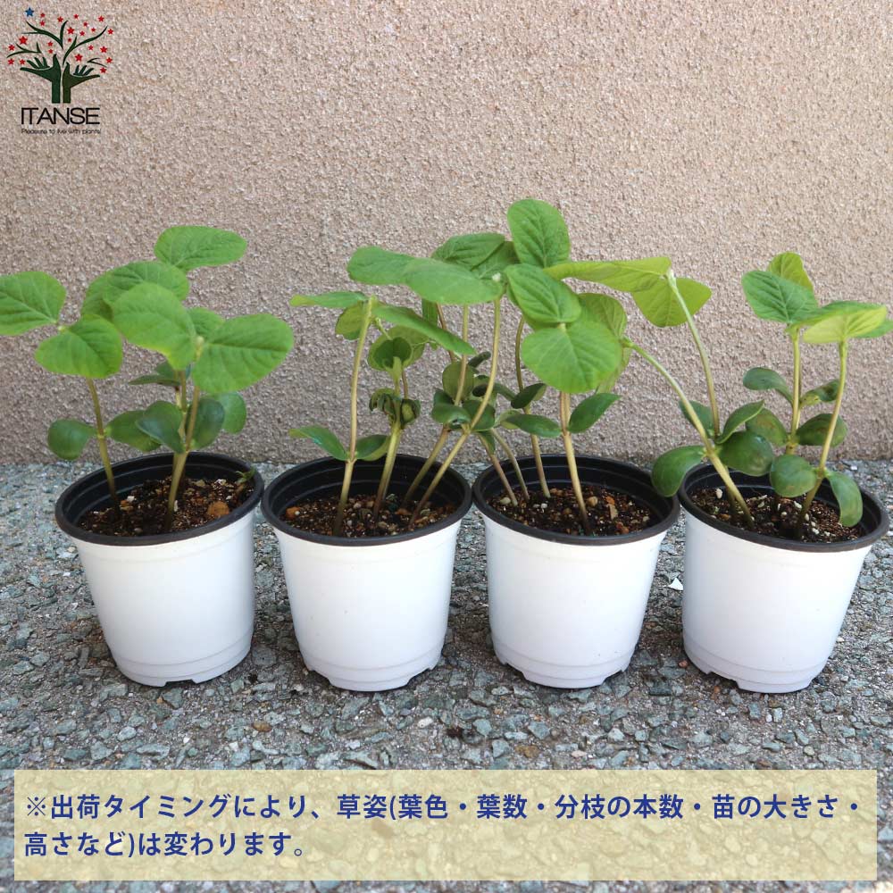 早生枝豆の苗(No.1) 黒埼産 早生枝豆 1.5Kg 予約 6月下旬～7月上旬発送予定 – 新潟産地直送