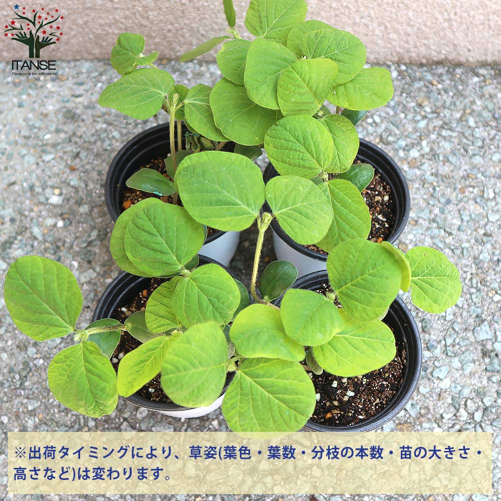 枝豆の苗 極早生で多収穫！極旨大粒枝豆3個～【野菜の苗 10.5cmポット】
