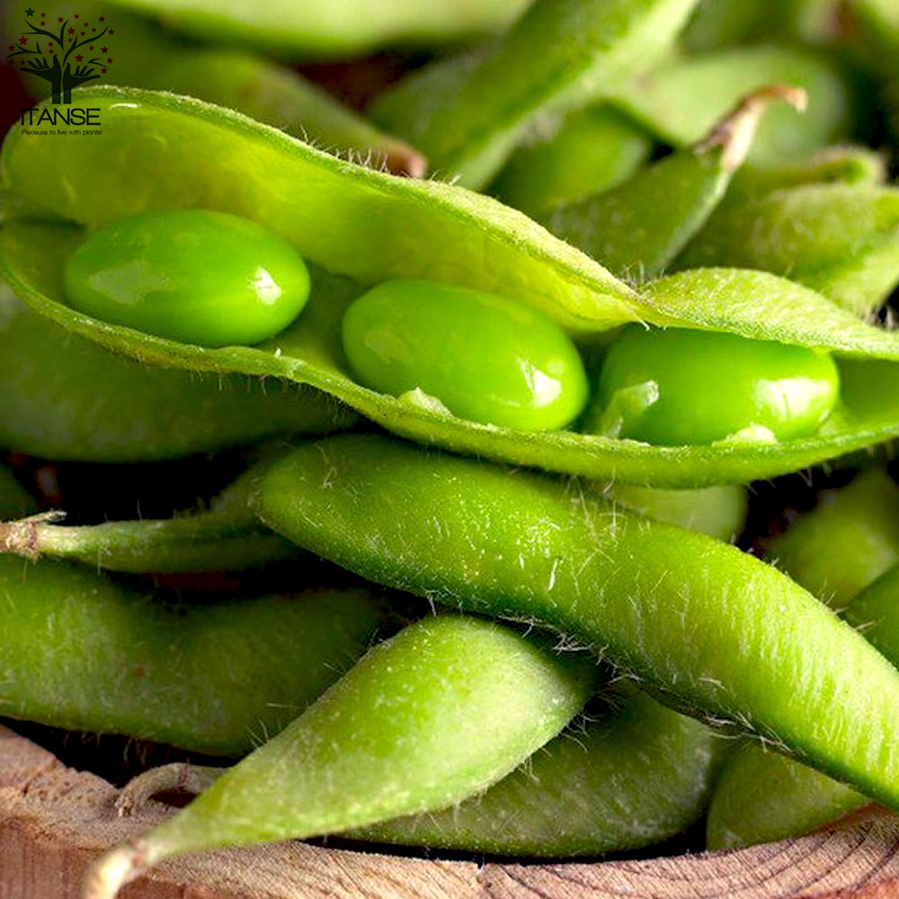 枝豆の苗 極早生で多収穫！極旨大粒枝豆3個～【野菜の苗 10.5cmポット】