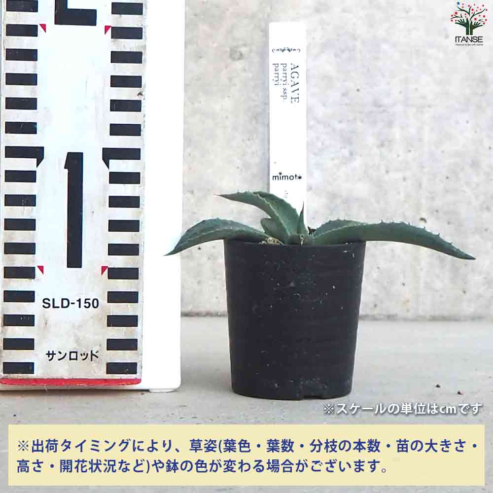 アガベ パリー吉祥天 【多肉植物 2.5号鉢／1個売り】