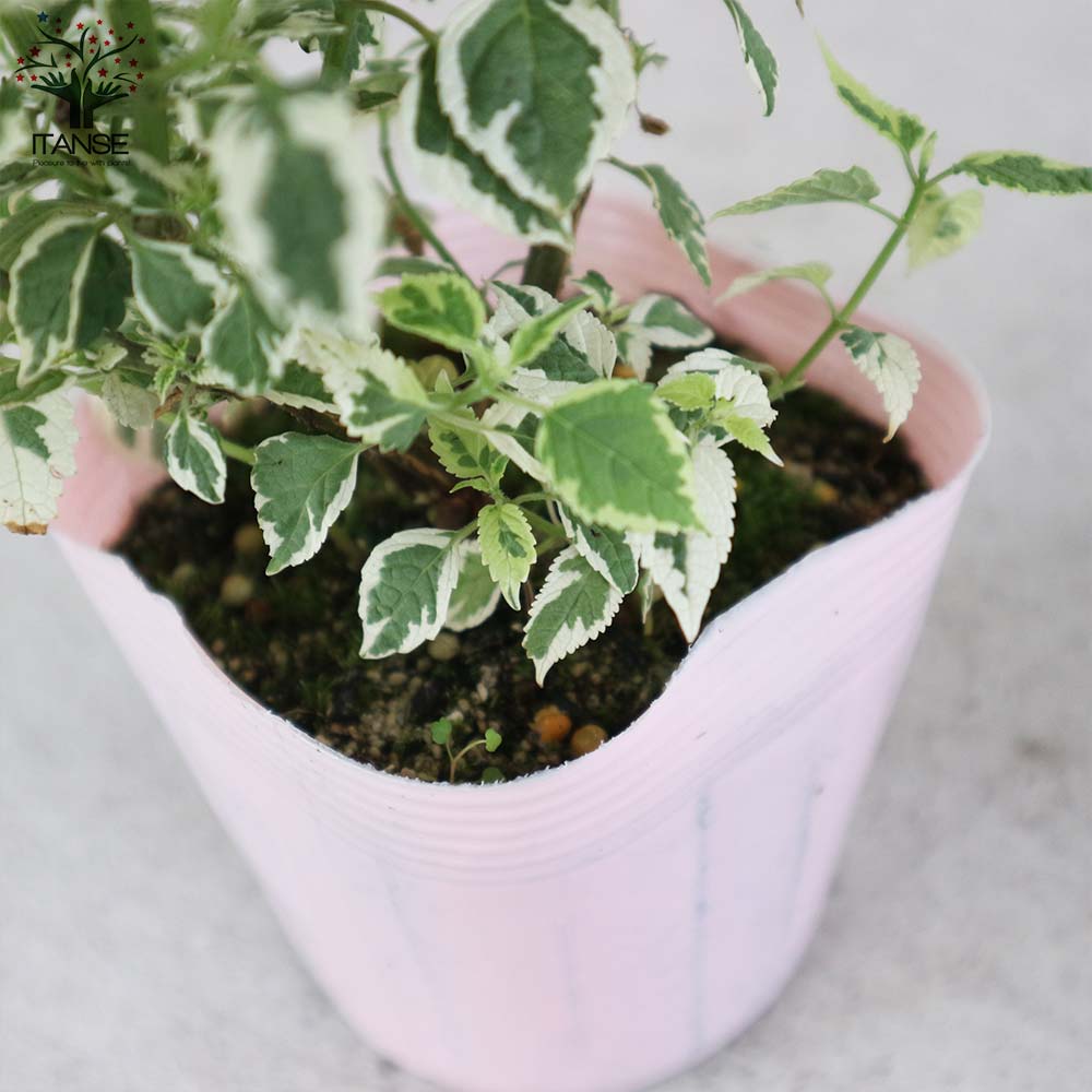 斑入りカリオプテリス・スノーフェアリーの苗 【花苗 3.5号ポット苗