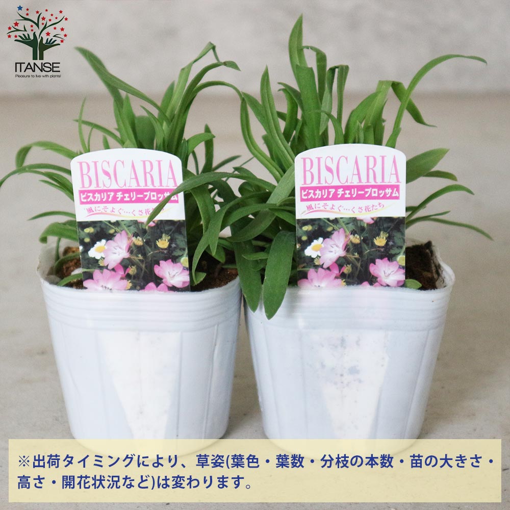 ビスカリア チェリーブロッサム【花苗 3号】｜ 【植物のITANSE