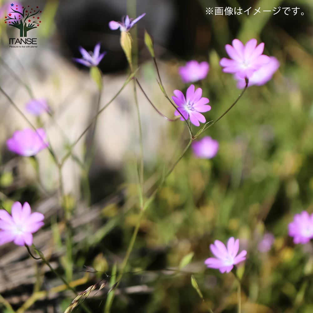ビスカリア チェリーブロッサム【花苗 3号】｜ 【植物のITANSE