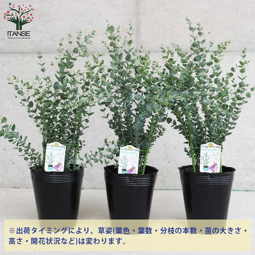 ユーカリ・ムーンラグーン【庭木 4～5号ポット苗】｜ 【植物の