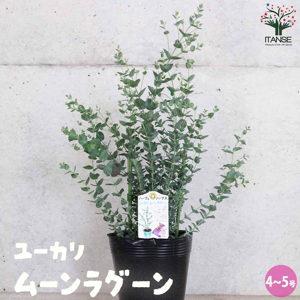 希少品種　ユーカリ　ムーンラグーン ユーカリ：ムーンラグーン4号ポット の通販 | 園芸ネット