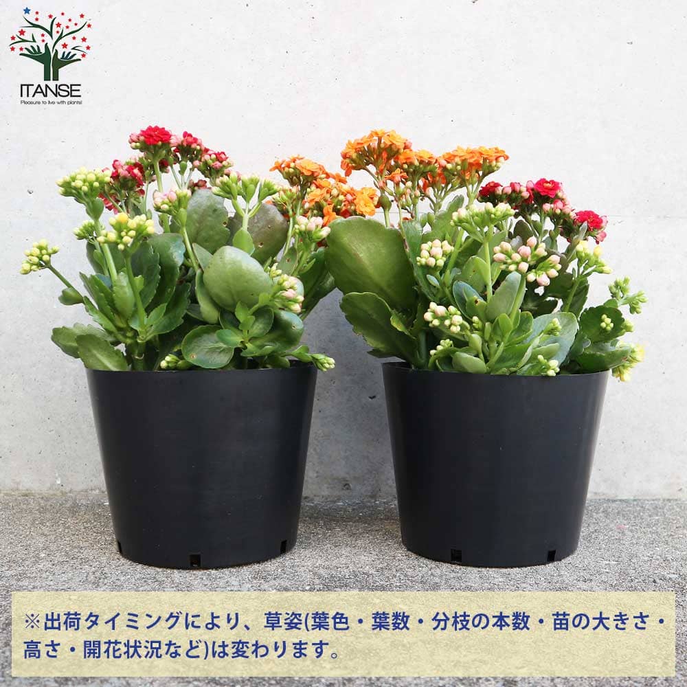 カランコエ・カランディーバ 寄せ植え【多肉植物 5.5号鉢】｜ 【植物の