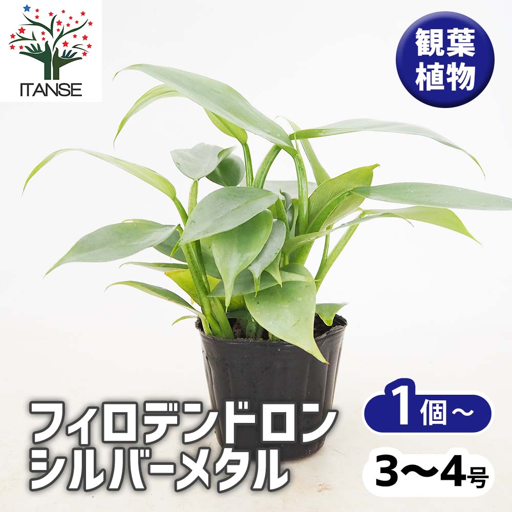 フィロデンドロン・シルバーメタル【観葉植物 3～4号鉢】｜ 【植物の