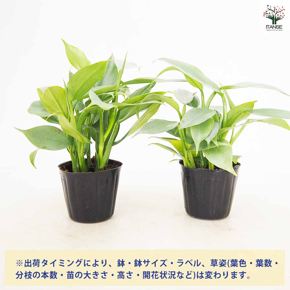フィロデンドロン・シルバーメタル【観葉植物 3～4号鉢】｜ 【植物の