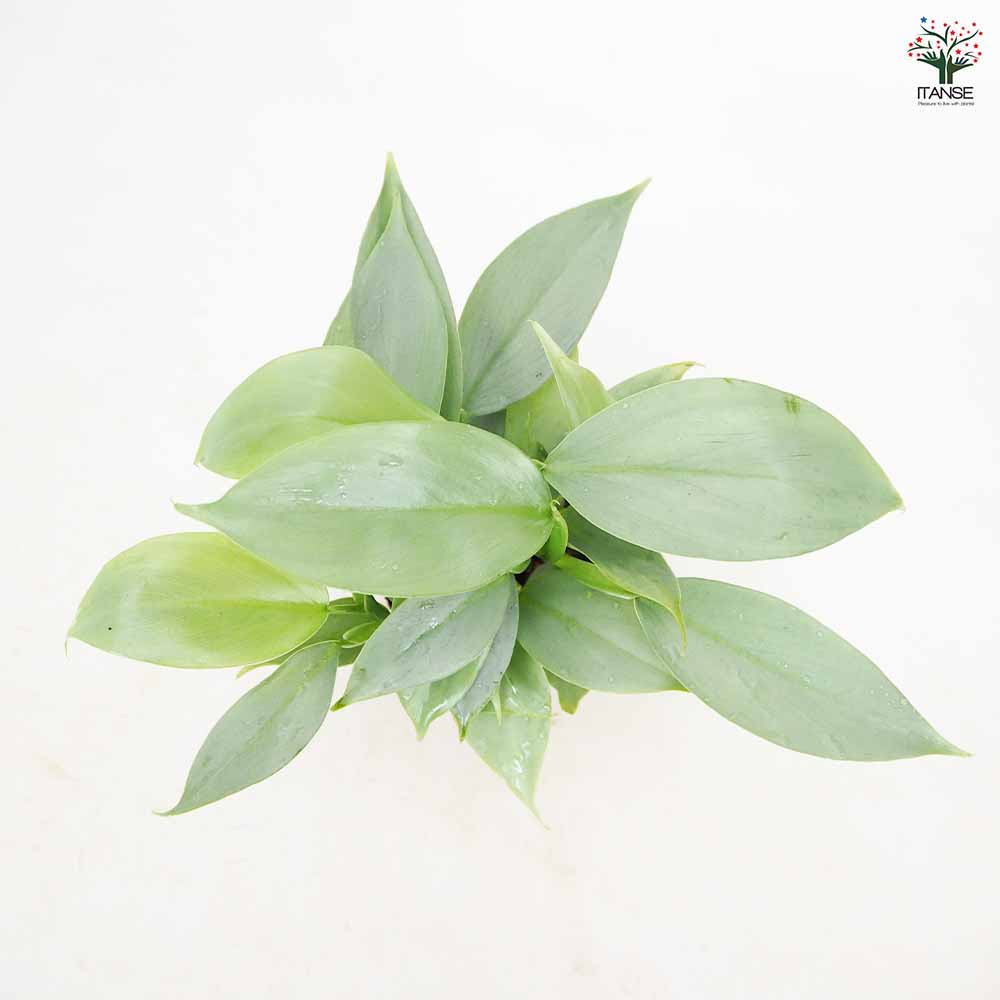 フィロデンドロン・シルバーメタル【観葉植物 3～4号鉢】