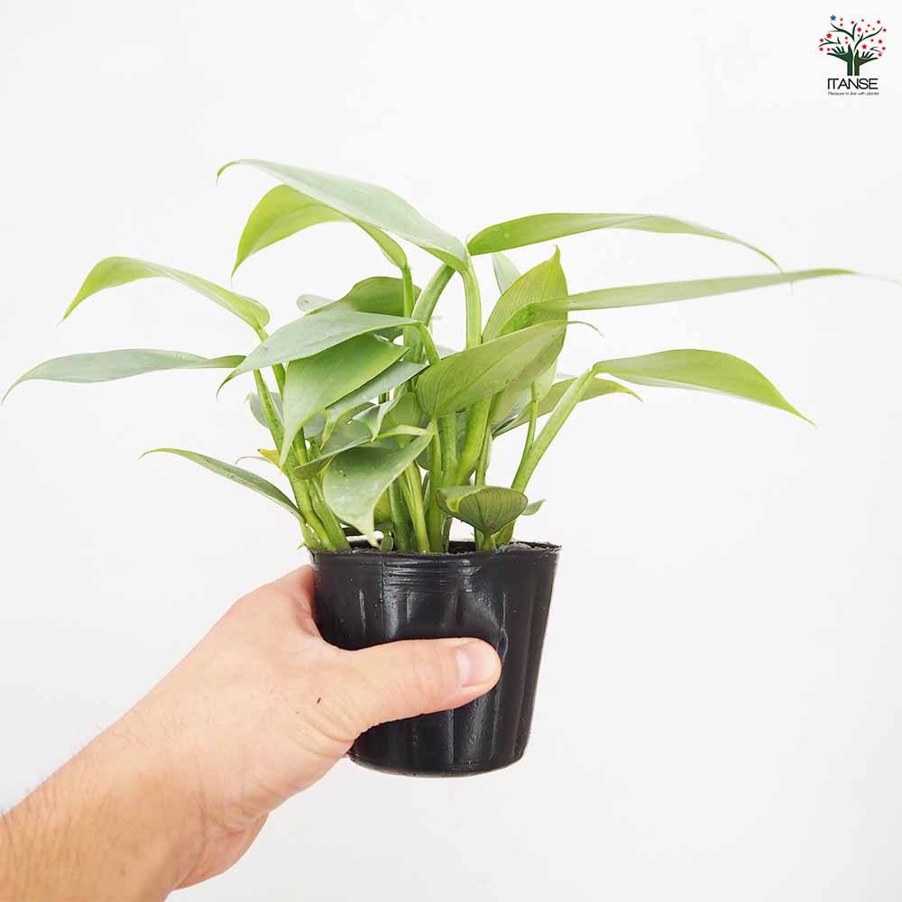 フィロデンドロン・シルバーメタル【観葉植物 3～4号鉢】｜ 【植物の