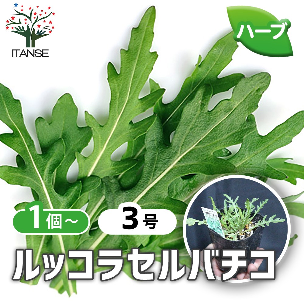 ルッコラセルバチコ(ワイルドルッコラ・多年草ルッコラ)【ハーブ苗9cm