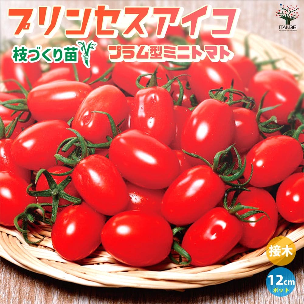 ミニトマトの苗 プリンセスアイコ 枝づくり苗2個～【野菜の苗 12cmポット 接木苗】