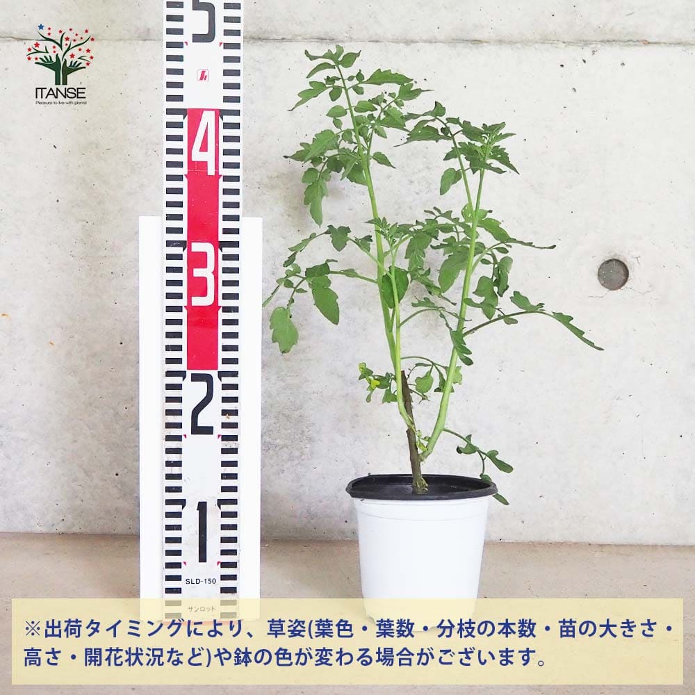 ミニトマトの苗 プリンセスアイコ 枝づくり苗2個～【野菜の苗 12cmポット 接木苗】