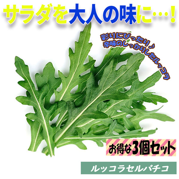 ルッコラセルバチコ(ワイルドルッコラ・多年草ルッコラ)【ハーブ苗9cm