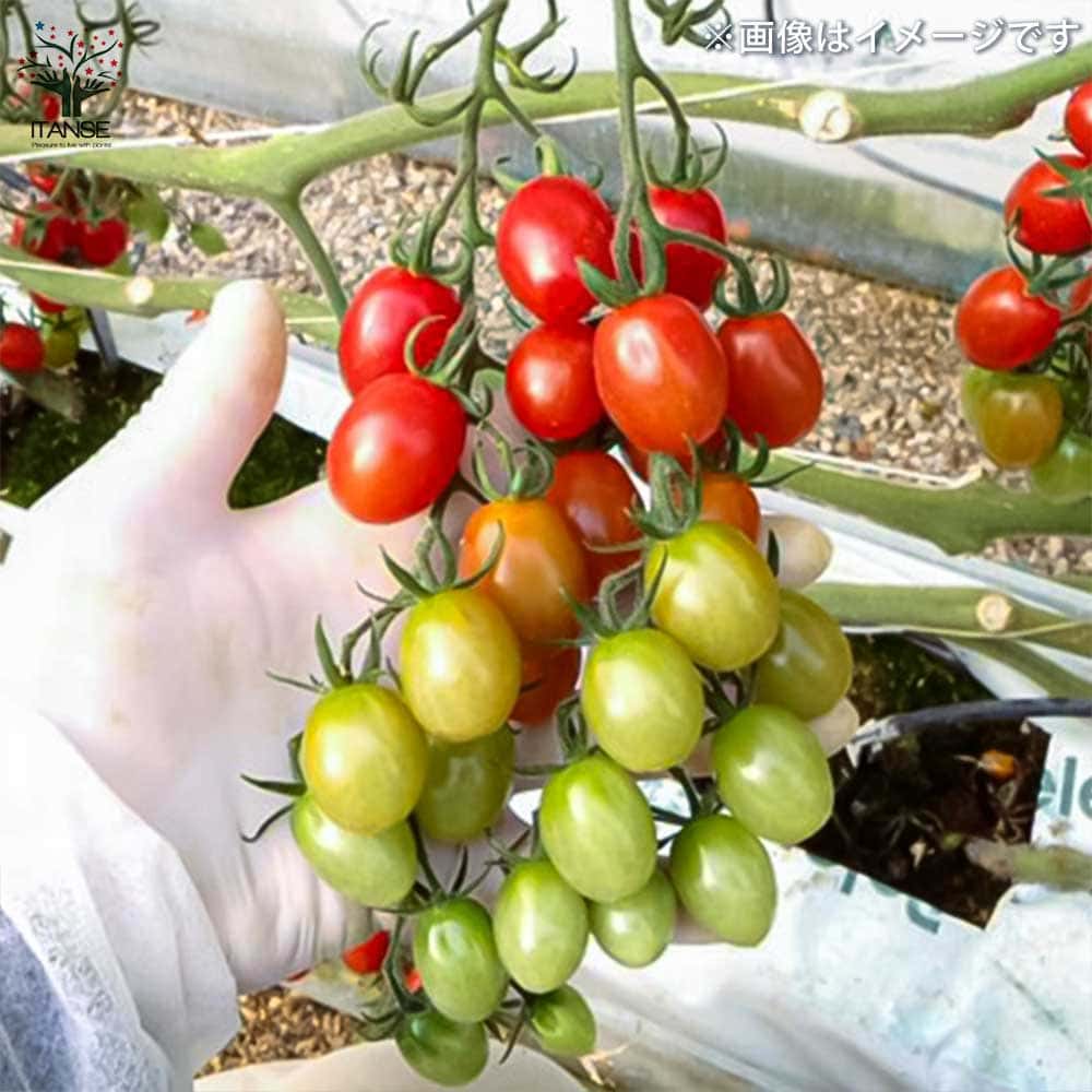 ミニトマトの苗 プリンセスアイコ 枝づくり苗2個～【野菜の苗 12cmポット 接木苗】