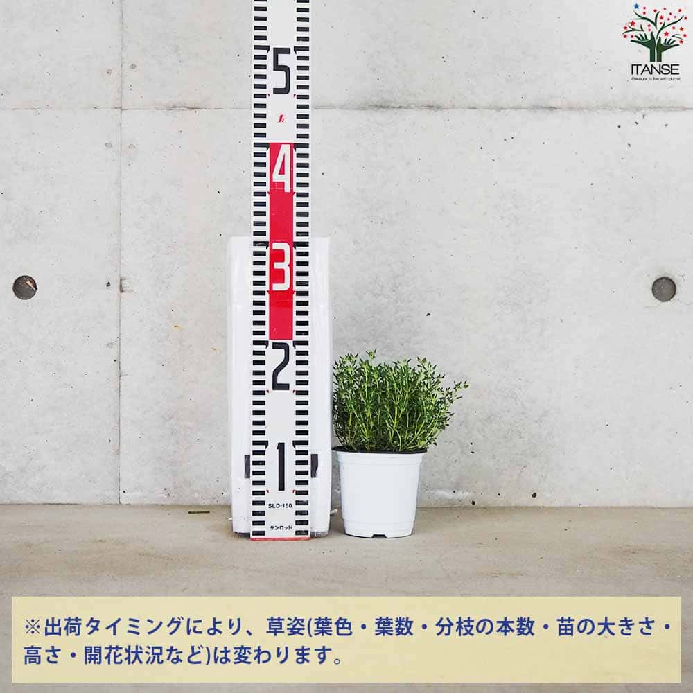 タイム クリーピングローズ 10.5cm2個～【おうちで簡単！育てやすい10.5cmポットハーブ苗シリーズ！】