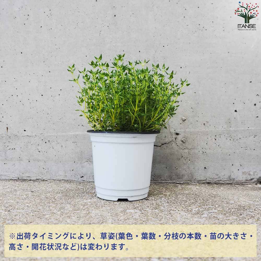クリーピングローズ アロマハーブ 根付き苗 3苗 タイム クリーピングローズ 10.5cm2個~【おうちで簡単!育て