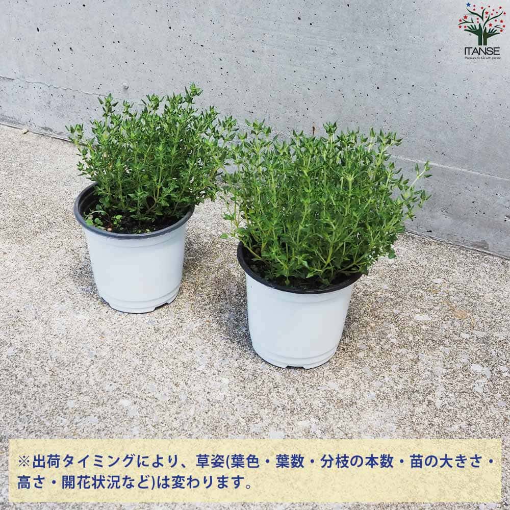 タイム クリーピングローズ 10.5cm2個～【おうちで簡単！育て
