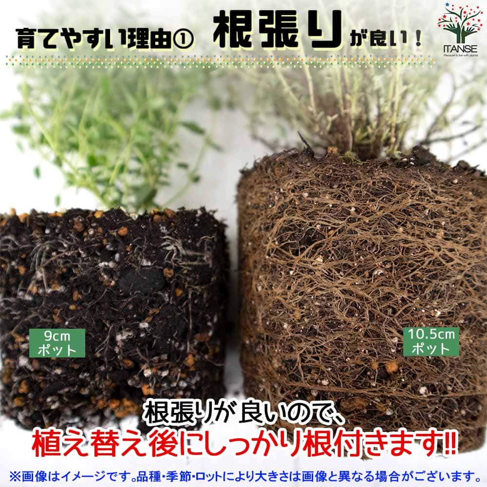 タイム クリーピングローズ 10.5cm2個～【おうちで簡単！育てやすい10.5cmポットハーブ苗シリーズ！】